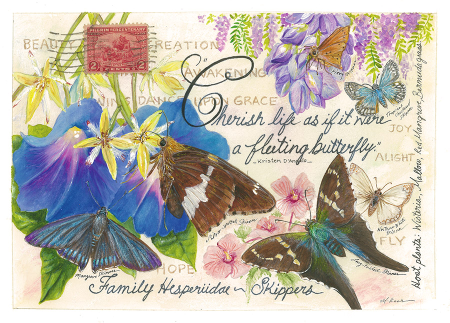 Skipper Family Butterfly Postcards