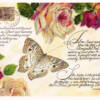 Forever Fluttering Within Her Peacock Butterfly Postcard