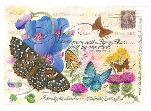 Metalmark Butterfly Family Seed Packet - Image 3